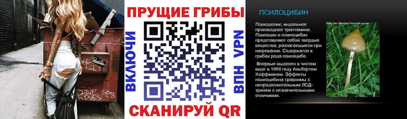 где можно купить наркотик  Шиханы  Галлюциногенные грибы Cubensis 
